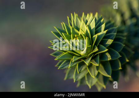 Monkey Puzzle Tree; Araucaria araucana; UK Stock Photo