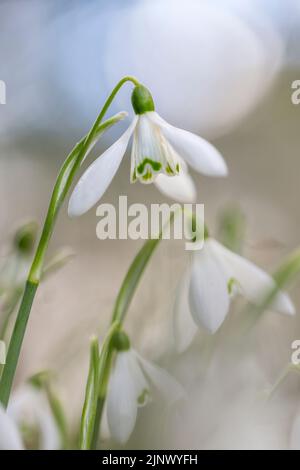 Snowdrops; Flowering; UK Stock Photo
