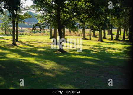 Parklands, picnic area, shaded trees, protection from sun, grass areas, long shadows, idyllic setting, summer, next to lake, distant pedestrian, sun Stock Photo