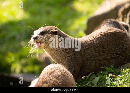 Asian short clawed otter looking with it's mouth open, Edinburgh Zoo Stock Photo