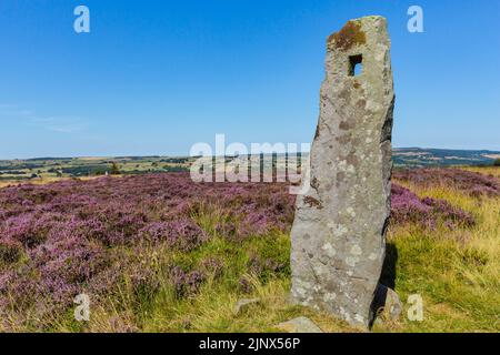 Standing stone on the Egton Bridge to Stape road on the North Yorkshire Moors, UK in summer time when the heather is in full bloom.  Clean blue sky. Stock Photo