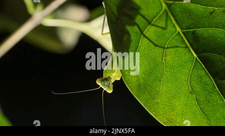 Praying mantis is silhouetted behind a green lilac leaf. Close-up of mantis insect. Backlighting (Contre-jour) Stock Photo