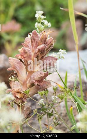 Flowering Bedstraw Broomrape (Orobanche caryophyllacea) Stock Photo