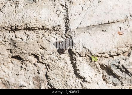 Dot Moth (Melanchra persicariae) perched on a concrete wall in Barhal, NE Turkey Stock Photo