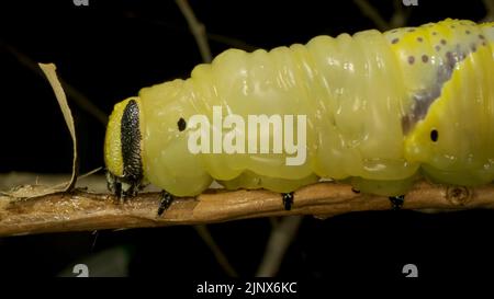 Larva (caterpillar) of butterfly Death's Head Hawkmoth sits on a branch. Close-up Stock Photo