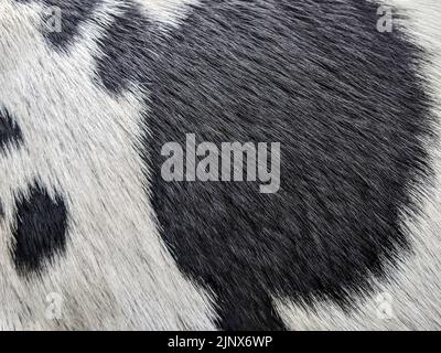 Hairy texture of a cow skin Stock Photo