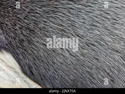 Black and white hairy texture of a bull skin Stock Photo