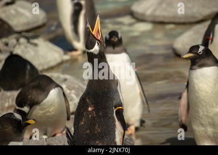 A Gentoo penguin standing tall and calling amongst a colony, Edinburgh Zoo Stock Photo