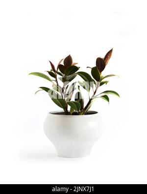 Rubber plant (Ficus elastica Melany) in white flower pot isolated on white background Stock Photo