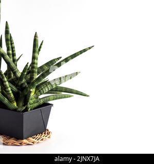 Potted Sansevieria cylindrica var. patula (also known as the cylindrical snake plant, African spear or spear sansevieria, is a flowering succulent pla Stock Photo