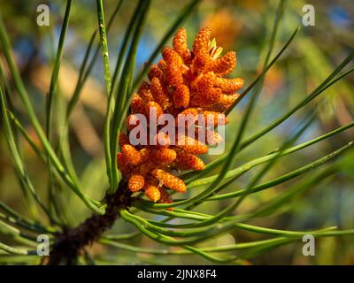 group of stone pine seeds in coniferous forest. Stock Photo