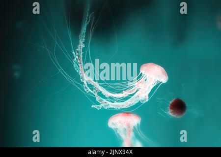 Large delicate pink jellyfish floats deep in the turquoise sea water. Dangerous animals and underwater creatures Stock Photo