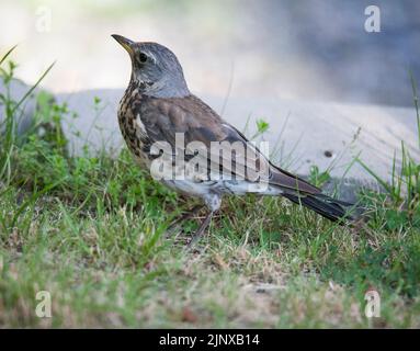 FIELDFARE on the ground a day in the garden Stock Photo