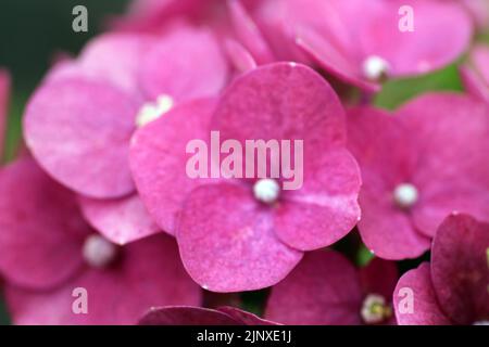 Rose pink hydrangea. Selective focus. Pink and green hydrangea flowers background. Stock Photo