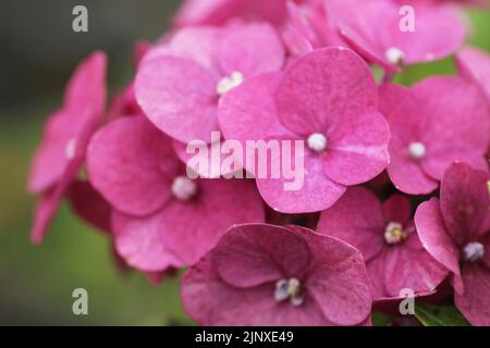 Rose pink hydrangea. Selective focus. Pink and green hydrangea flowers background. Stock Photo