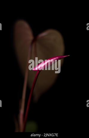 dark red anthurium flower bud with leaf, also known as tailflower, flamingo and laceleaf, isolated on black background, soft-focus Stock Photo