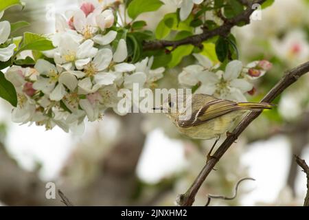 Tennessee Warbler (Vermivora peregrina), spring male, in crabapple blossoms Stock Photo