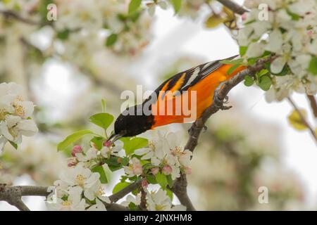 Baltimore Oriole (Icterus galbula), male in crabapple blossoms, breeding plumage Stock Photo
