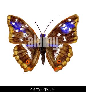 Watercolor hand drawn illustration of Apatura iris purple emperor. Nature wildlife natural realistic butterfly insect moth. Yellow brown blue night species, bug wings with texture print, endangered animal Stock Photo