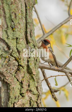 Bay-breasted Warbler (Setophaga castanea) Stock Photo