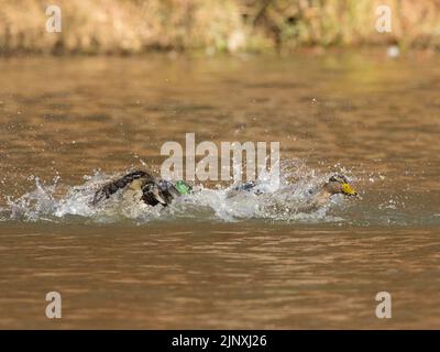 Mallard Ducks (Anas platyrhynchos) male attacking a female Stock Photo