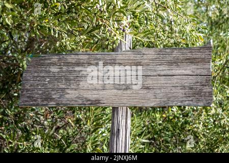 Agriculture advertising concept. Old grey wooden handmade blank sign board on pole in front of olive tree branch full of green ripe olives background. Stock Photo