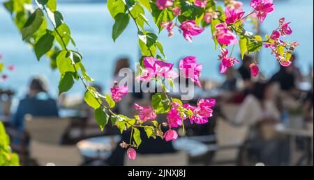 Bougainvillea glabra or paper flower. Branch with bright pink blooming flowers. A thorny ornamental creeper vine, bush or tree, an evergreen plant. Bl Stock Photo