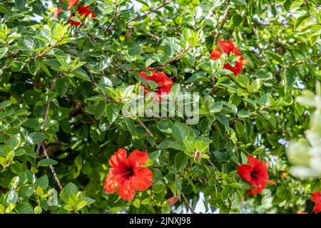 Red hibiscus rosa sinensis, chinese, hawaiian, china, rose mallow, shoeblackplant blooming flowering plant. An ornamental evergreen shrub or small tre Stock Photo