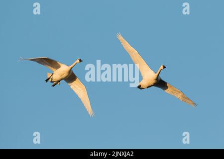 Tundra Swans (Cygnus columbianus) in flight Stock Photo