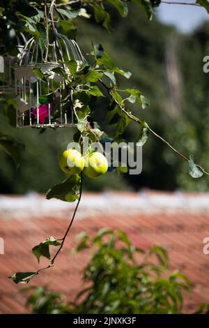 Two young green apples hang on a tree in August, Turkey, Istanbul, with white birdcage containing red rose Stock Photo