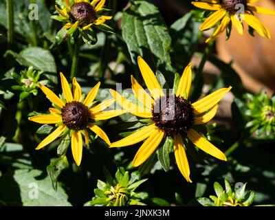 Black centred yellow flowers of the hardy perennial compact form of Black eyed Susan, Rudbeckia 'Little Goldstar' Stock Photo