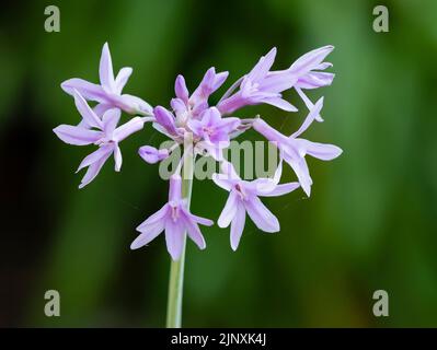 Close up of the inflorescence of the hardy bulbous society garlic, Tulbaghia violacea 'Silver Lace' Stock Photo