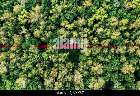 Red soft jogging track in alley park, top drone shot in sunny summer day. Greenery tree tops and red line of soft running track, top down aerial view. Empty red rubber running road top view through trees Stock Photo