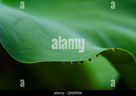 Rain drops clinging to the edge of a lotus leaf in the gardens of the Buaiso residence, a registered historic home in Machida, Tokyo, Japan, (circa la Stock Photo