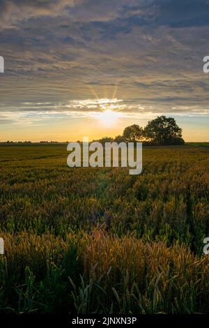 The sun shines from under textured clouds over a grain field just before sunset. The photo shows some lens flares. Stock Photo