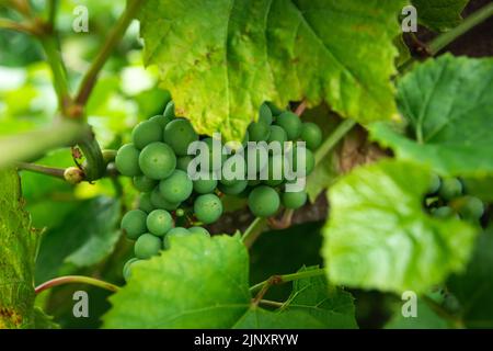 A bunch of green grapes in the leaves, close up Stock Photo