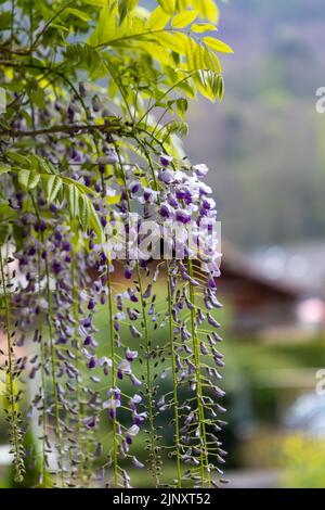 Selective focus on Wisteria flowers starting to bloom in springtime. Plant vine growing on a metal pole. Stock Photo