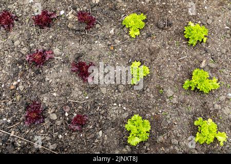 Two different types of young lettuce planted in a vegetable garden. Purple and green lettuce Stock Photo