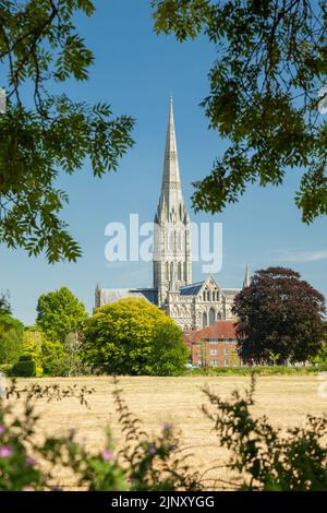 Summer afternoon at Salisbury Cathedral seen across Harnham Water Meadows, Wiltshire, England. Stock Photo