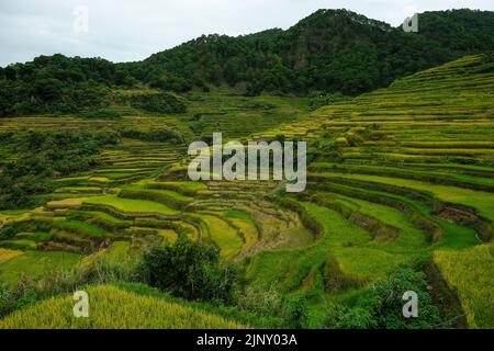 Rice terraces at Bontoc in northern Luzon, Philippines. Stock Photo