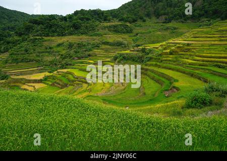 Rice terraces at Bontoc in northern Luzon, Philippines. Stock Photo