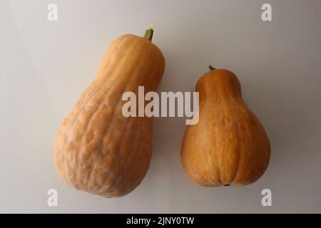 Butternut pumpkin isolated on white background. Top view on butternut pumpkin. Stock Photo