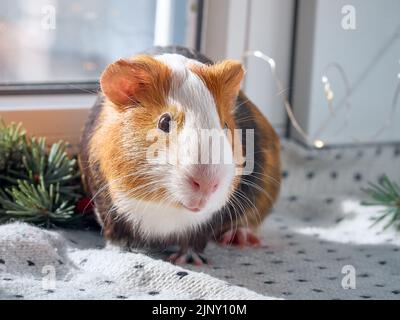 Cute red and white guinea pig. Stock Photo