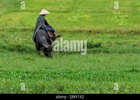 Farmer sitting on his buffalo Stock Photo