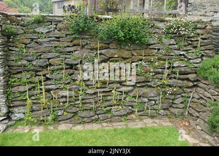 Trailing plants and moss grow on an old dry stone wall at an English country garden in Devon Stock Photo