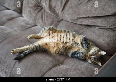 Funny sleeping cat on the couch at home Stock Photo