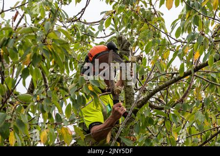 A tree surgeon in protective clothing and head gear using a hand saw to carry out some crown reduction work on a cherry blossom tree, Prunus sp. Stock Photo