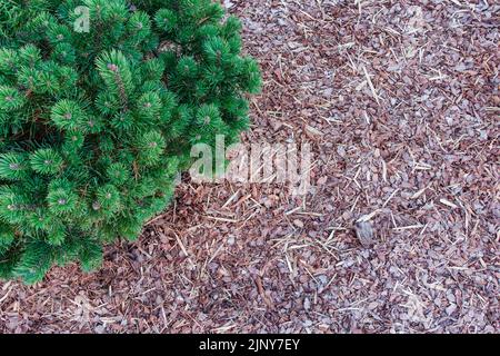 Small pine tree in the garden mulched with natural brown bark mulch. Modern gardening landscaping design. Top view Stock Photo