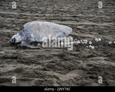 Olive Ridley sea turtle (Lepidochelys olivacea) laying eggs on the beach at Playa Ostional, Costa Rica. Stock Photo