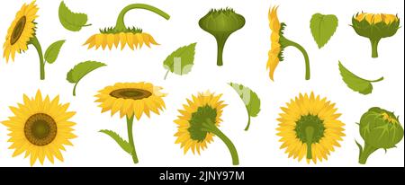 Sunflower collection. Agricultural illustration of beautiful botanical sunflowers in fields exact vector pictures set in cartoon style Stock Vector